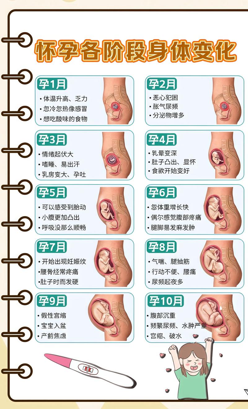 揭秘供卵代孕妈妈怀孕小腹分两节，孕期变化的奥秘南充代生机构: